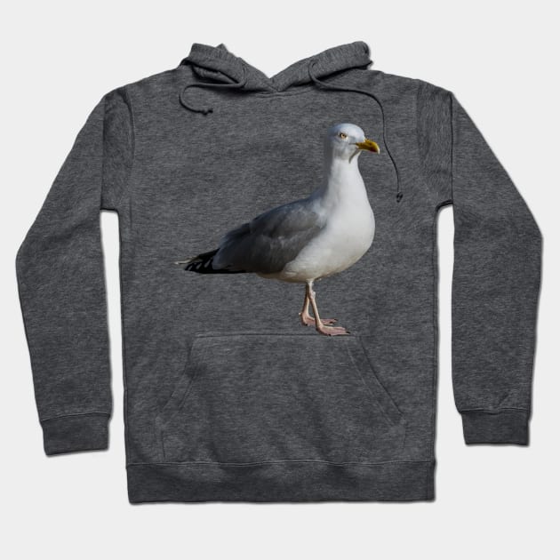 It Takes a lot of Gull Hoodie by Enzwell